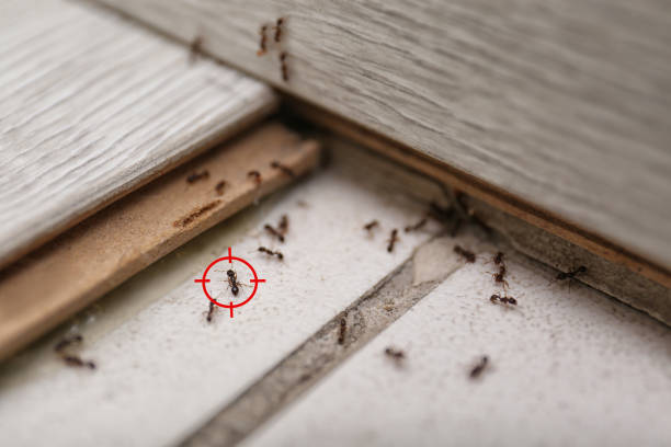 Best Commercial Pest Control Services  in Hays, MT