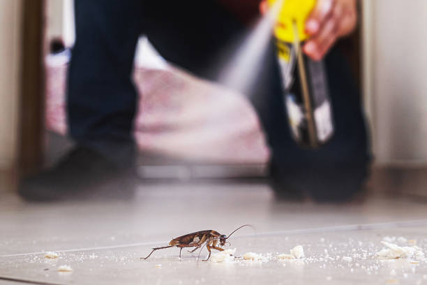 Spider Control Near Me in Hays, MT