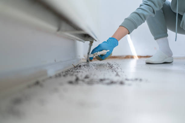 Reliable Hays, MT Pest Control Solutions